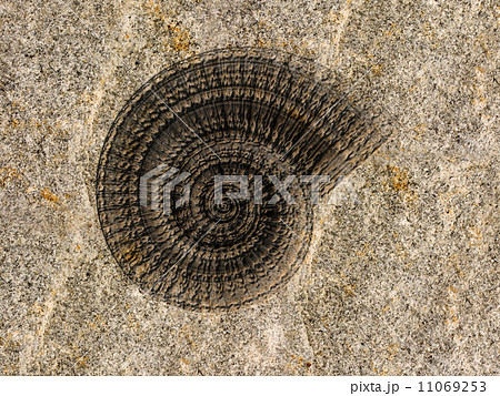 Ammonite fossil 11069253