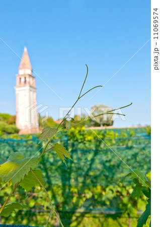Venice Burano Mazorbo vineyard 11069574