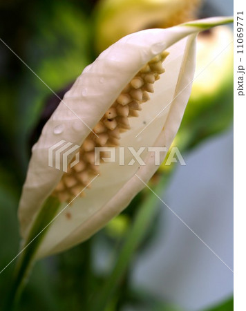 the Selection of Various Colorful Flower in nature the Selection of Various Colorful Flower in nature 11069771