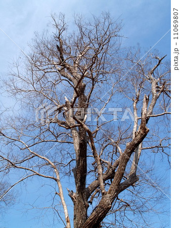 Dead Tree nature background Dead Tree nature background 11069807