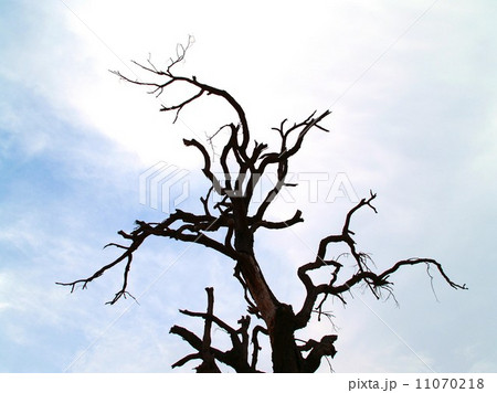 Dead Tree  nature background 11070218
