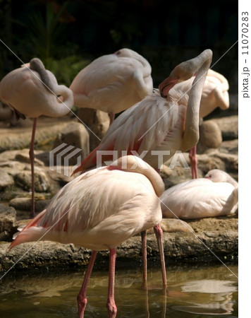 animal in zoo 11070283