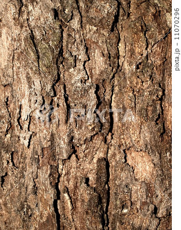 Wood Tree Texture Background Pattern 11070296