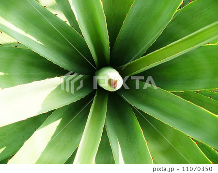 leaf and nature background 11070350