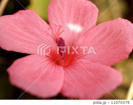 the Selection of Various Colorful  Flower in nature 11070376