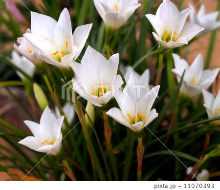 the Selection of Various Colorful Flower in nature the Selection of Various Colorful Flower in nature 11070393