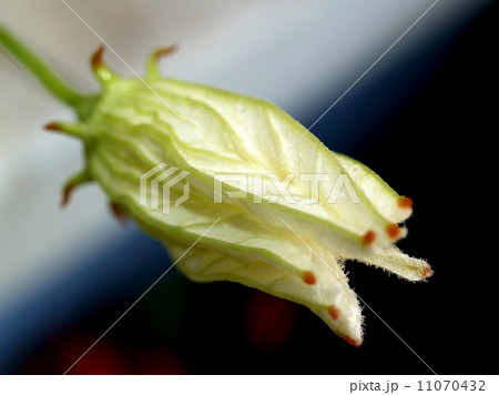 the Selection of Various Colorful Flower in nature the Selection of Various Colorful Flower in nature 11070432