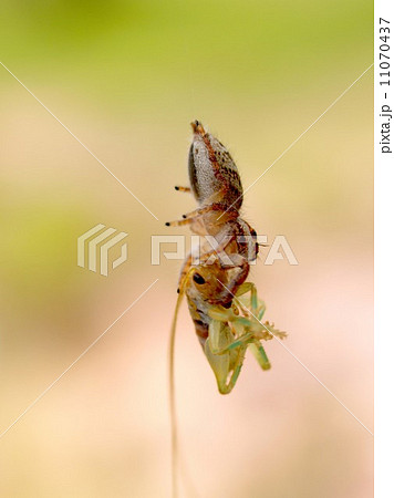 Spider and tarantula photo in nature Spider and tarantula photo in nature 11070437