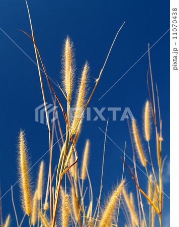 the Selection of Various Colorful Flower in nature the Selection of Various Colorful Flower in nature 11070438