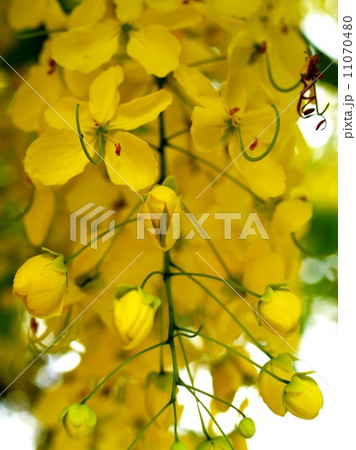 the Selection of Various Colorful Flower in nature the Selection of Various Colorful Flower in nature 11070480