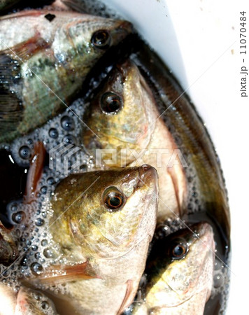 Freshwater fish  for food 11070484