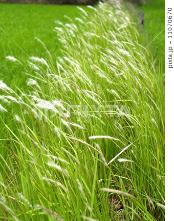 the Selection of Various Colorful  Flower in nature 11070670