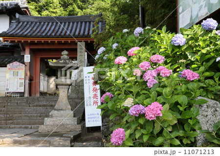 紫陽花（矢田寺） 11071213