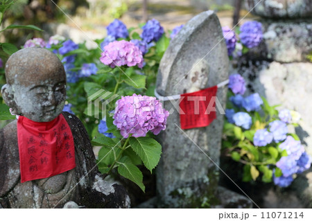 紫陽花(矢田寺) 紫陽花(矢田寺) 11071214
