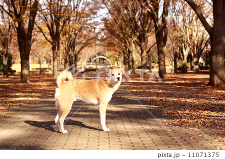 秋の公園で横向きで立っている犬 秋の公園で横向きで立っている犬 11071375
