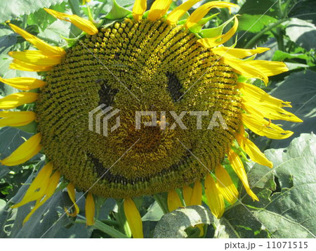 スマイル 11071515