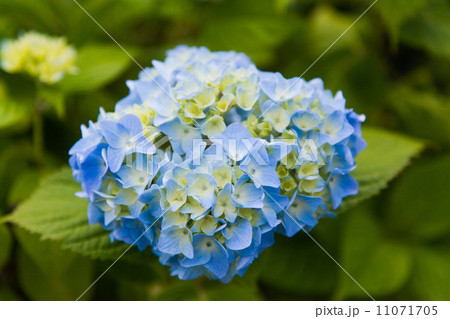 あじさい あじさい 11071705