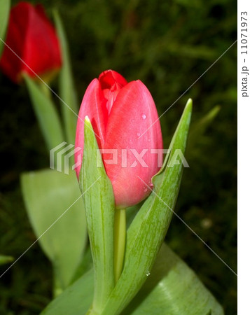 the Selection of Various Colorful  Flower in nature 11071973