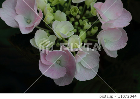 紫陽花 紫陽花 11072044
