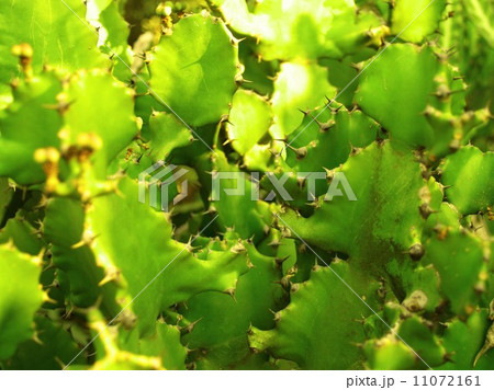 Cactus Desert plant leaves 11072161