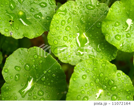 Water and Water Drop on Leaf Water and Water Drop on Leaf 11072164