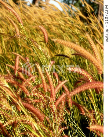 the Selection of Various Colorful Flower in nature the Selection of Various Colorful Flower in nature 11072294