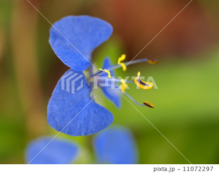 the Selection of Various Colorful Flower in nature the Selection of Various Colorful Flower in nature 11072297