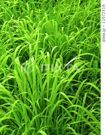 leaf and nature background 11072319