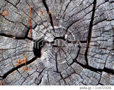 Wood Tree Texture Background Pattern 11072320