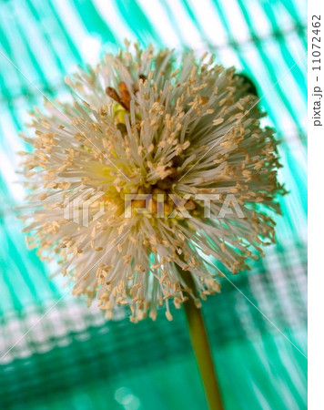 the Selection of Various Colorful Flower in nature the Selection of Various Colorful Flower in nature 11072462