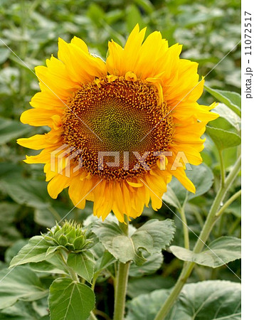 image Sunflower field image Sunflower field 11072517