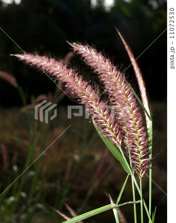 the Selection of Various Colorful Flower in nature the Selection of Various Colorful Flower in nature 11072530