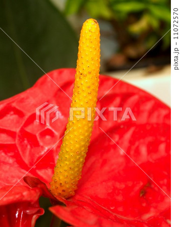 the Selection of Various Colorful Flower in nature the Selection of Various Colorful Flower in nature 11072570