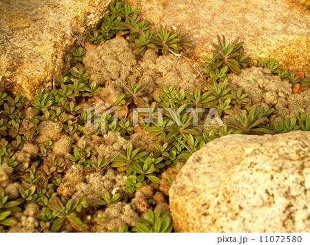 Cactus Desert plant leaves 11072580