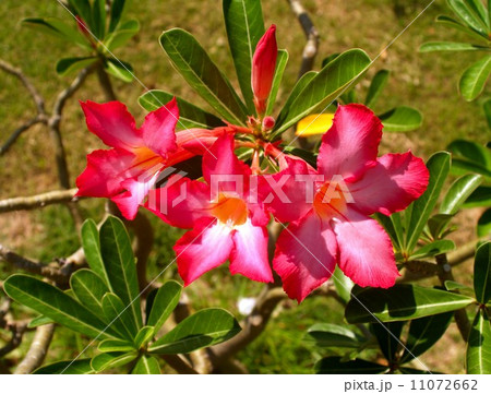 the Selection of Various Colorful  Flower in nature 11072662