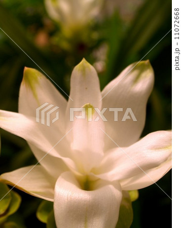 the Selection of Various Colorful Flower in nature the Selection of Various Colorful Flower in nature 11072668