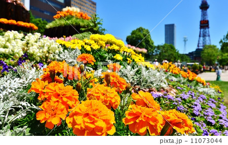 北海道の夏 11073044