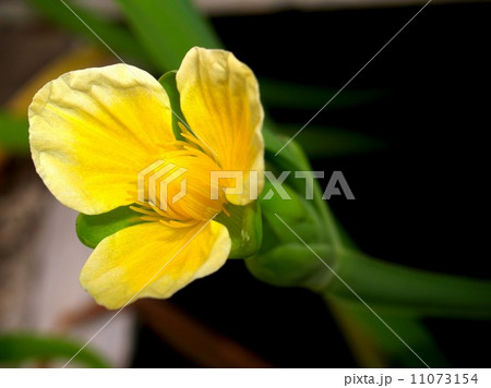 the Selection of Various Colorful  Flower in nature 11073154