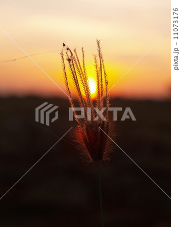 the Selection of Various Colorful Flower in nature the Selection of Various Colorful Flower in nature 11073176