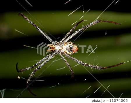 Spider and  tarantula photo in nature 11074006