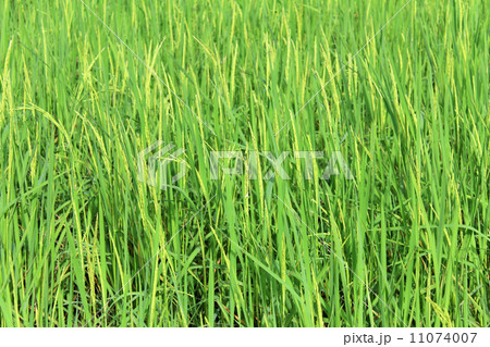 green rice plant during flowering 11074007