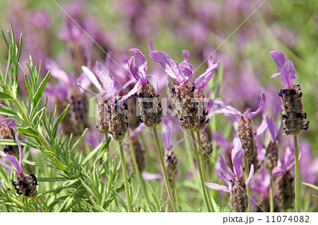 フレンチラベンダー フレンチラベンダー 11074082