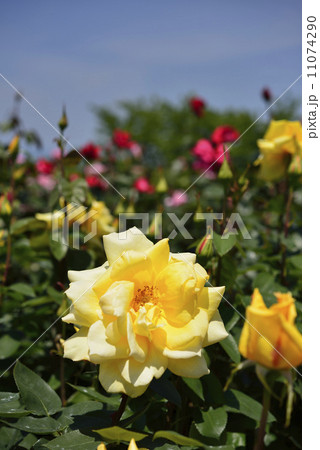 金閣（バラ） 11074290