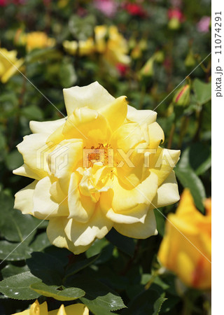 金閣(バラ) 金閣(バラ) 11074291