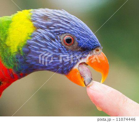 Australian Rainbow Lorikeet, Trichoglossus moluccanus Australian Rainbow Lorikeet, Trichoglossus moluccanus 11074446