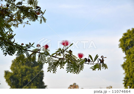 インドの青空に映えるブラシの木 11074664