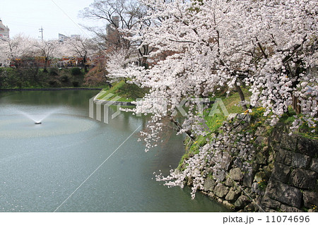 お堀の桜 お堀の桜 11074696