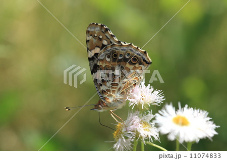 生き物　昆虫　ヒメアカタテハ、春から秋まで長い期間みられるきれいな蝶 11074833