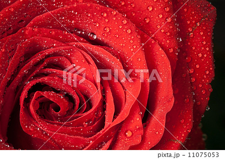 Red rose flower with water droplets. Close-up photo with shallow depth of field 11075053