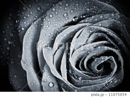 Rose flower with water droplets. Monochrome stylized close-up photo with shallow depth of field 11075054